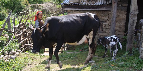 Visit Helambu Village Life Experience